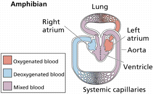 Frog Circulatory System circulatory system images. Frog Circulatory System