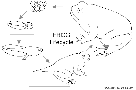 the circulatory system of a frog. circulatory system of a frog colouring pages
