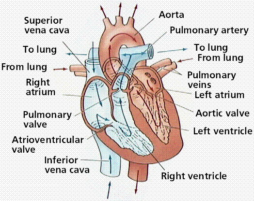 circulatory system worksheet. circulatory system coloring