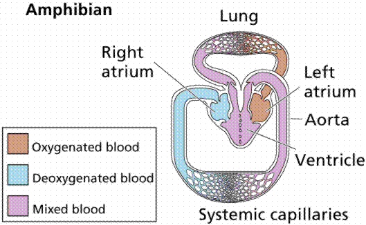 circulatory system functions. The Circulatory system of a