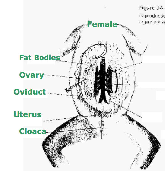 femalereproductive