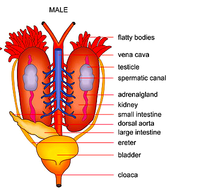 malerep