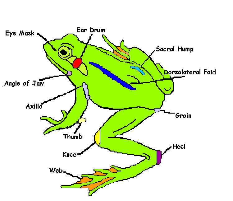 externalfrog1