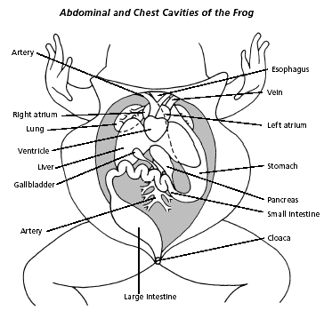 internal1